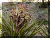 The Bud of the Yucca