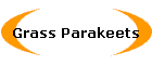 Grass Parakeets