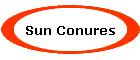 Sun Conures