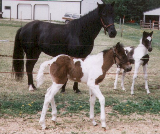 New Foals!