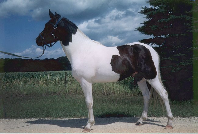 Explorador